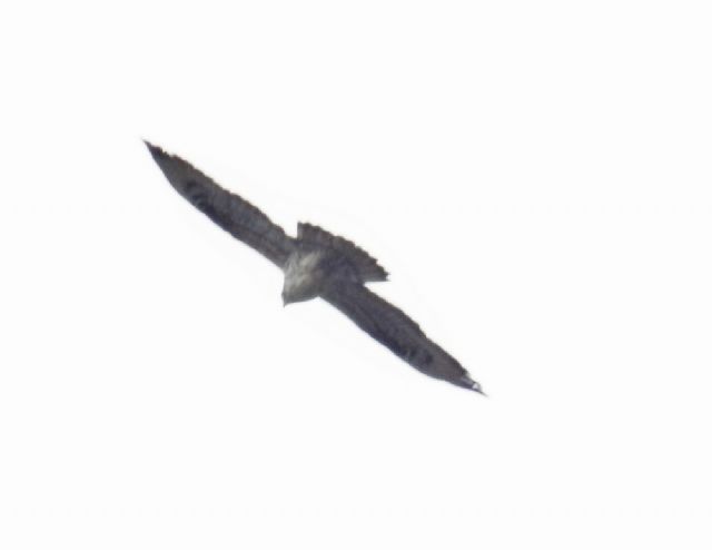Falco Pecchiaiolo (Pernis apivorus)