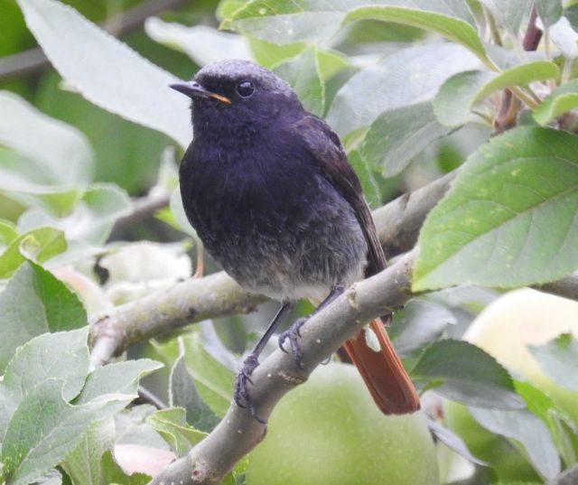 Codirosso spazzacamino (Phoenicurus ochruros)