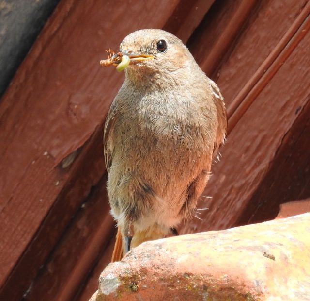 Codirosso spazzacamino (Phoenicurus ochruros)