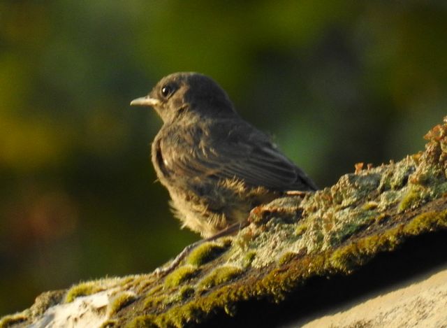 Codirosso spazzacamino (Phoenicurus ochruros)