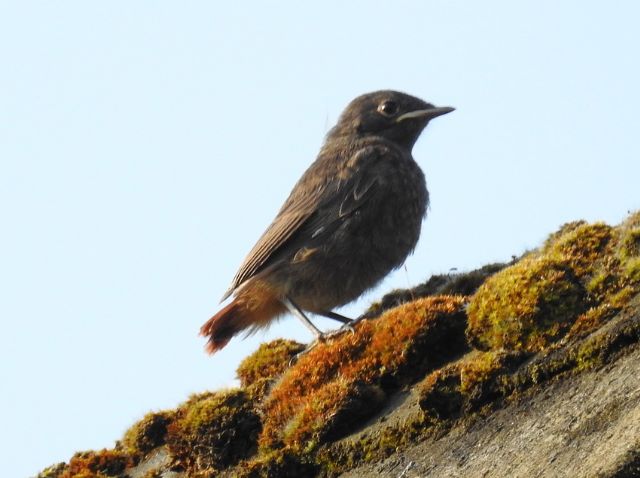 Codirosso spazzacamino (Phoenicurus ochruros)