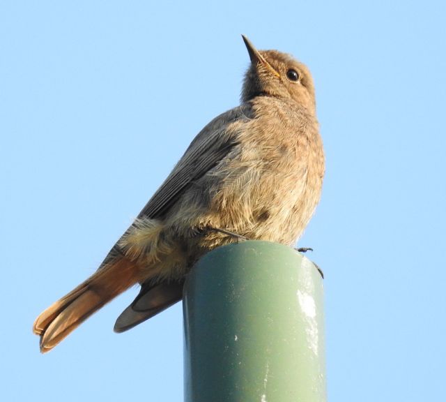 Codirosso spazzacamino (Phoenicurus ochruros)