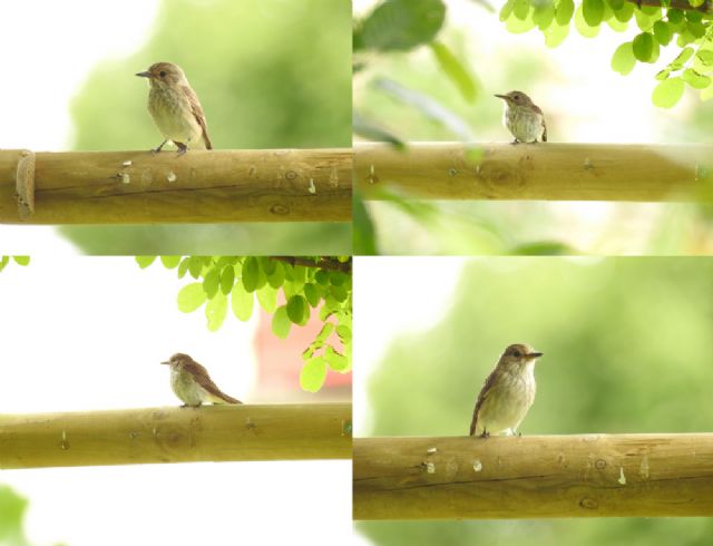 Pigliamosche comune (Muscicapa striata)