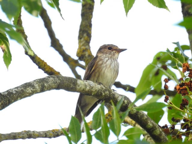 Pigliamosche comune (Muscicapa striata)