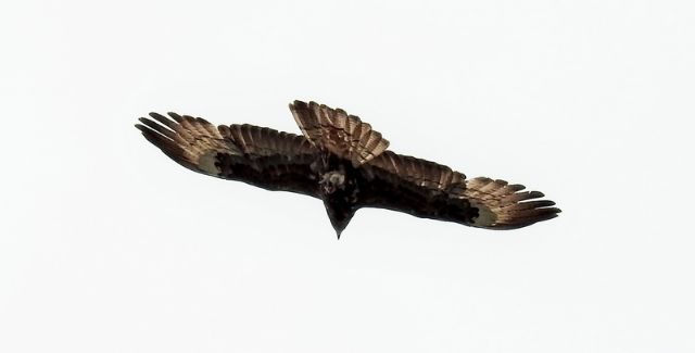 Poiana (Buteo buteo)