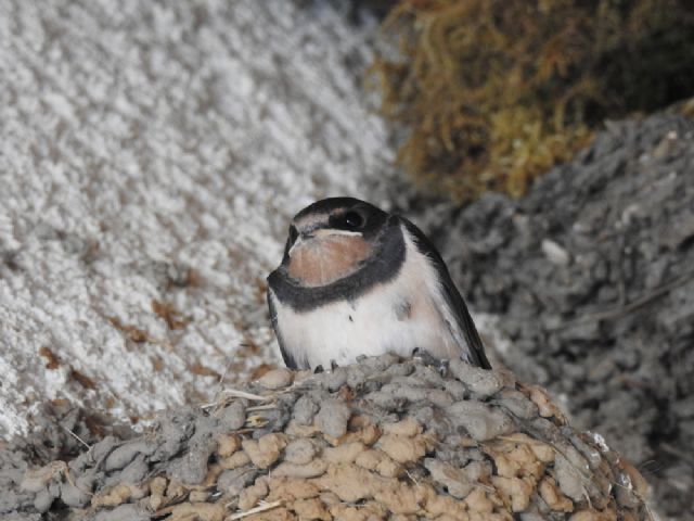 Rondine comune (Hirundo rustica)