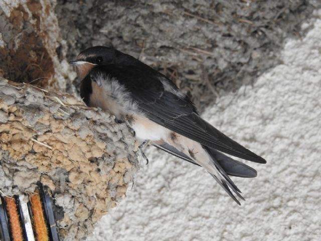 Rondine comune (Hirundo rustica)