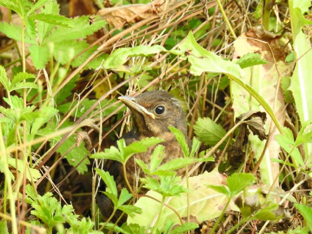 Merlo (Turdus merula)