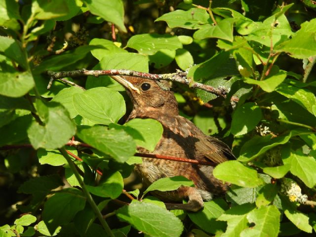 Merlo (Turdus merula)