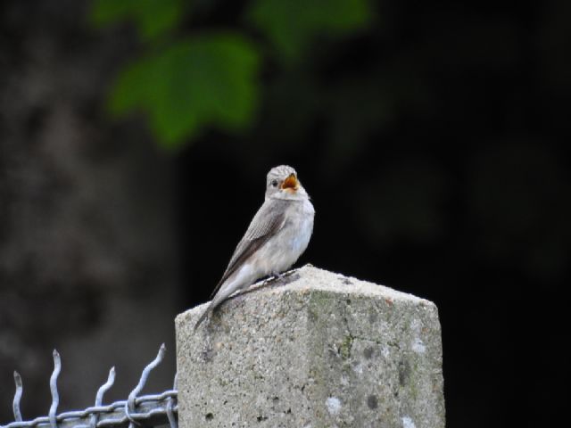 Pigliamosche comune (Muscicapa striata)