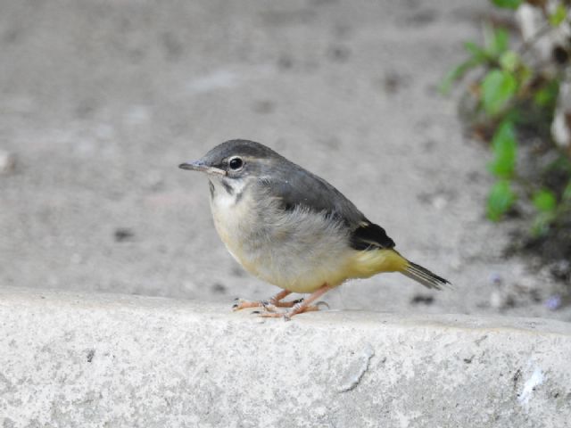 Ballerina gialla (Motacilla cinerea)