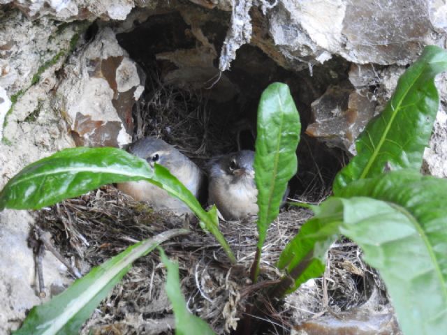 Ballerina gialla (Motacilla cinerea)