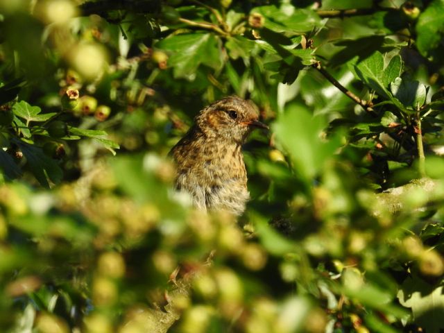 ID uccellino: Passera scopaiola (Prunella modularis), giovane