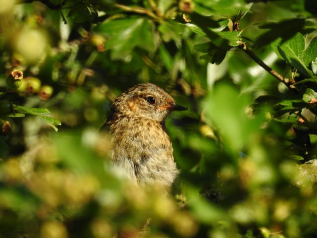 ID uccellino: Passera scopaiola (Prunella modularis), giovane