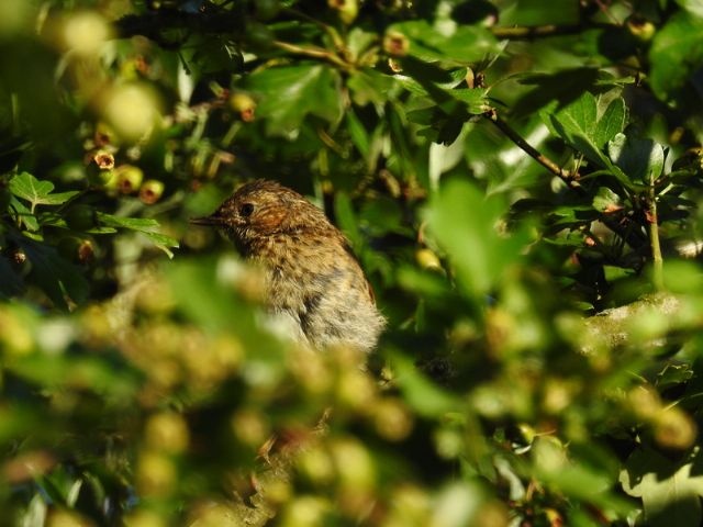 ID uccellino: Passera scopaiola (Prunella modularis), giovane