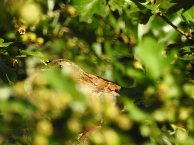 ID uccellino: Passera scopaiola (Prunella modularis), giovane