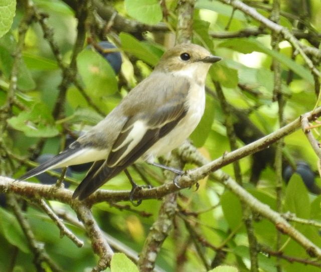 ID Balia......Balia nera (Ficedula hypoleuca)