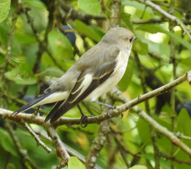 ID Balia......Balia nera (Ficedula hypoleuca)