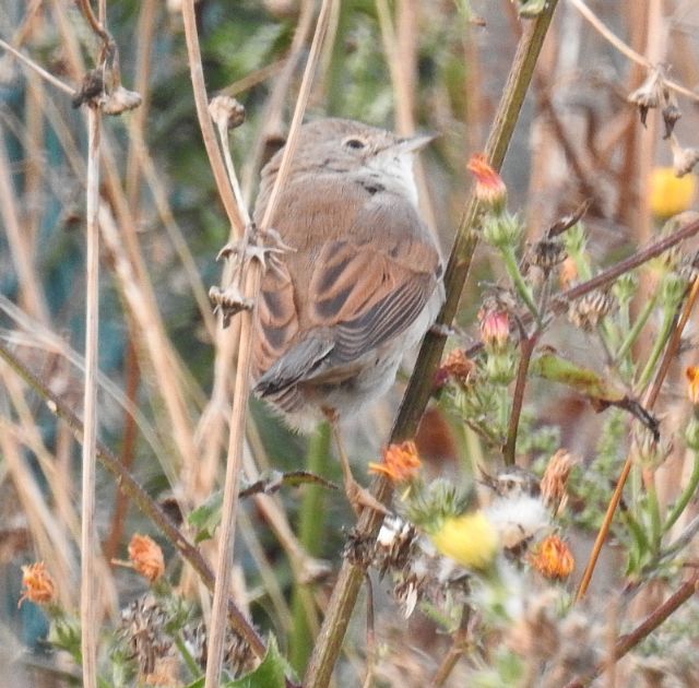 Sterpazzola (Sylvia communis)