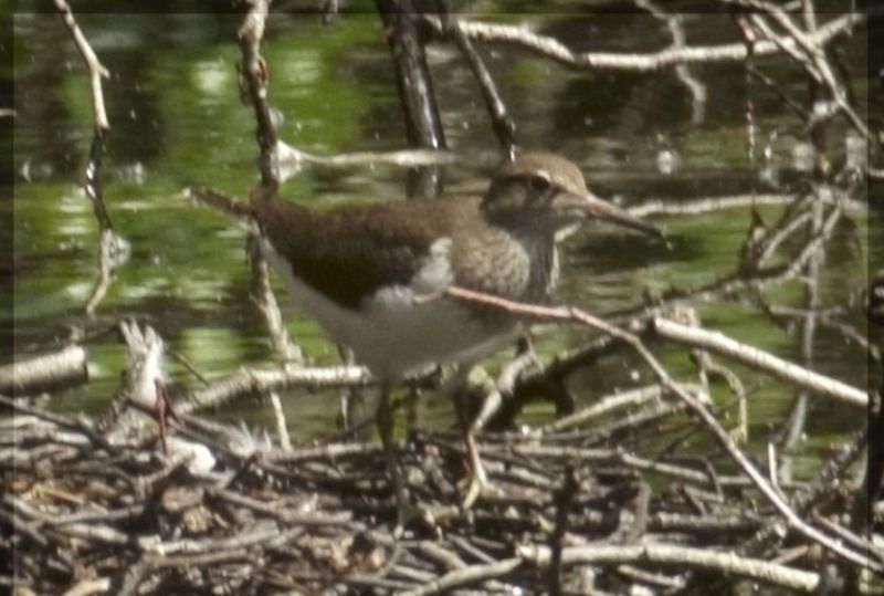 Piro piro piccolo (Actitis hypoleucos)