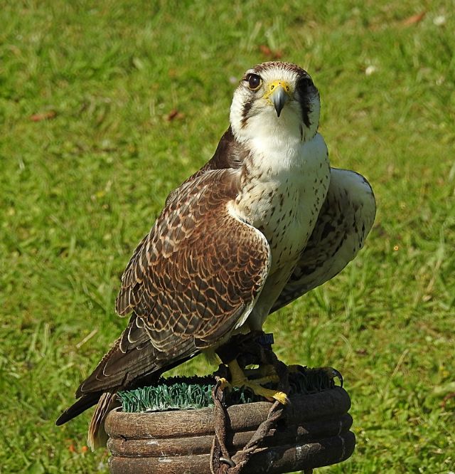 ID Rapace: Lanario (Falco biarmicus)