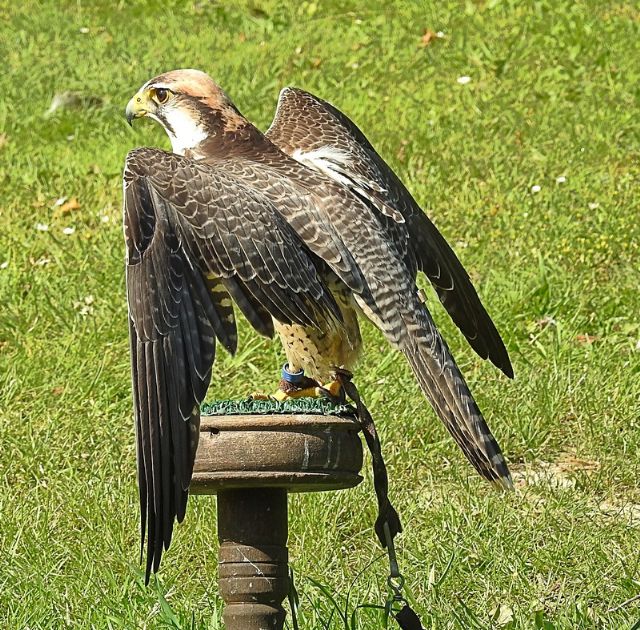 ID Rapace: Lanario (Falco biarmicus)