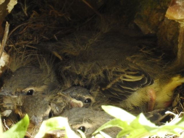 Ballerina gialla (Motacilla cinerea)