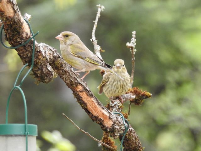 Verdone (Chloris chloris)