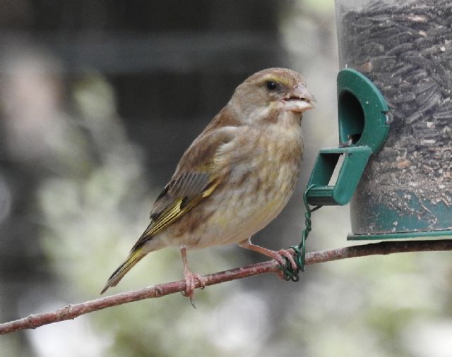 Verdone (Chloris chloris)