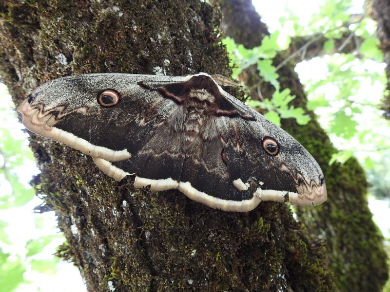 Saturnia pyri