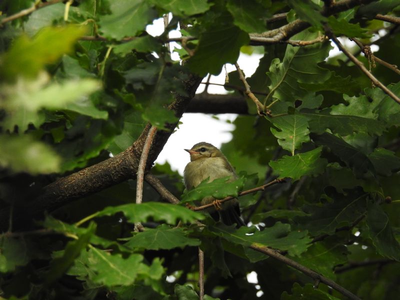 Id. Uccellino:   giovane Fioraccino