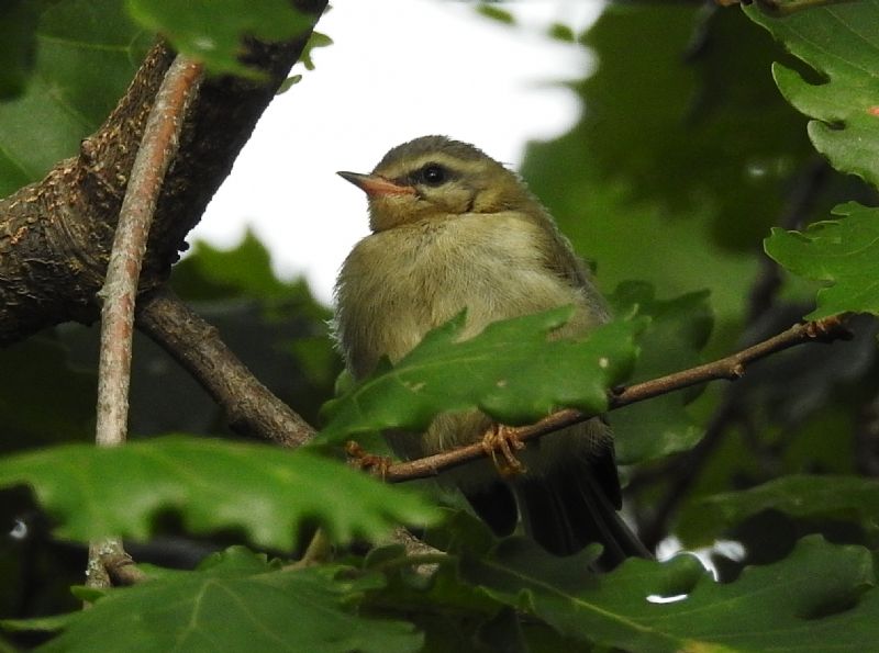 Id. Uccellino:   giovane Fioraccino