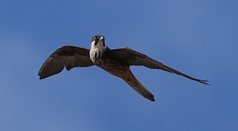 Falco della Regina (Falco eleonorae)