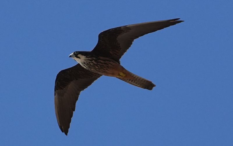 Falco della Regina (Falco eleonorae)