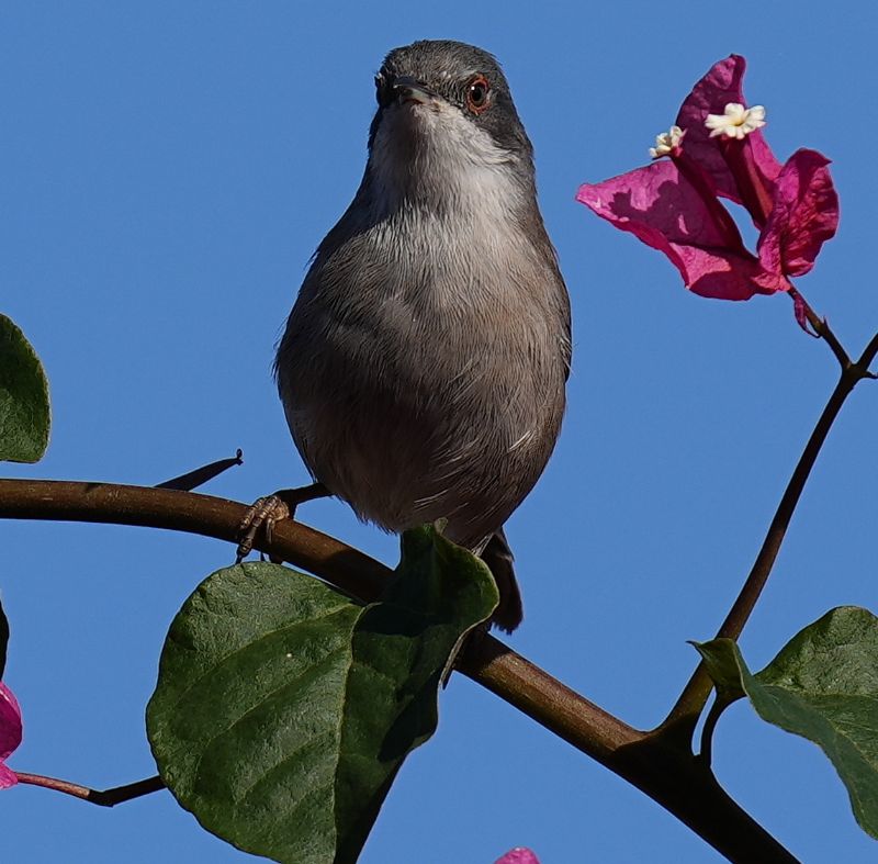 Occhiocotto (Sylvia melanocephala)