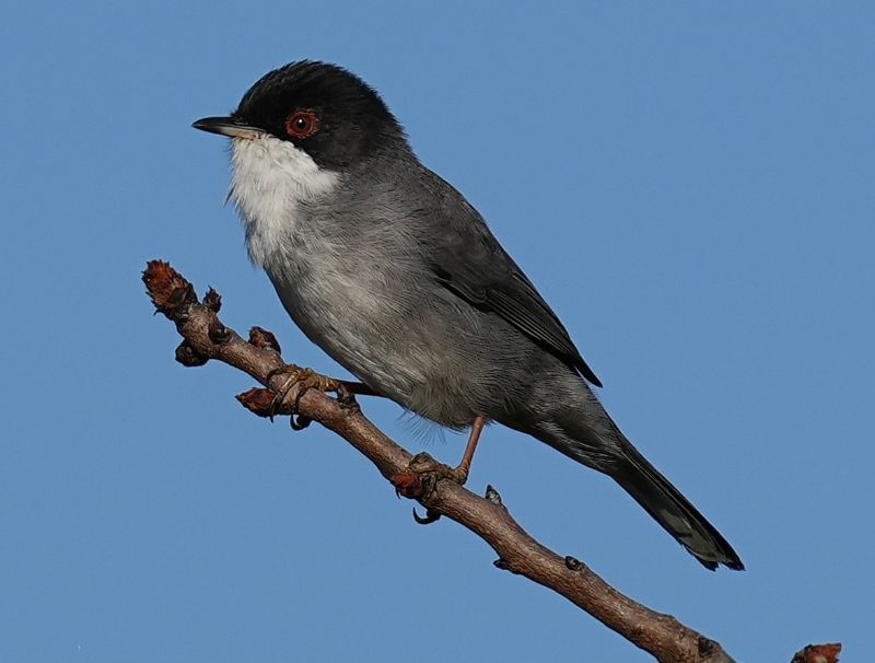 Occhiocotto (Sylvia melanocephala)