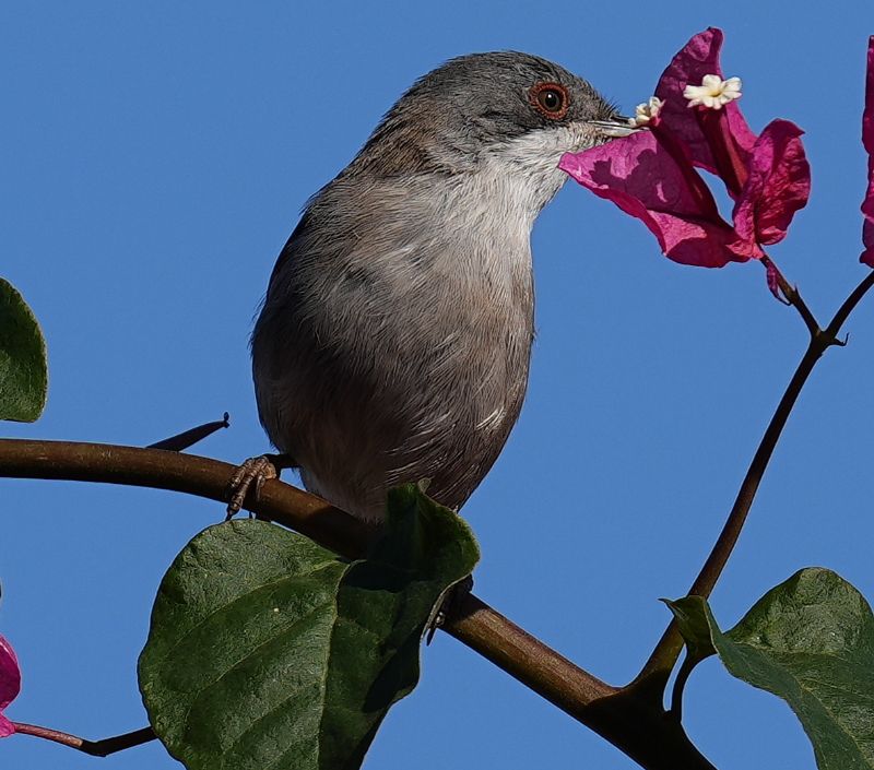 Occhiocotto (Sylvia melanocephala)