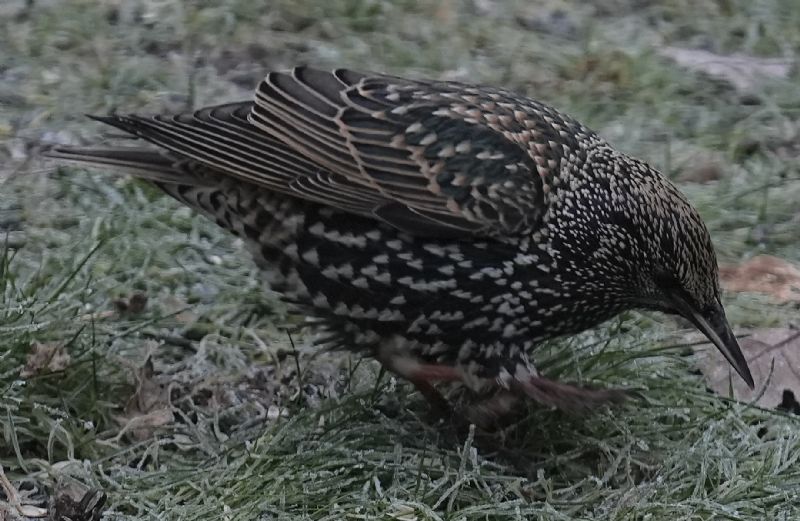 Storno comune (Sturnus vulgaris)