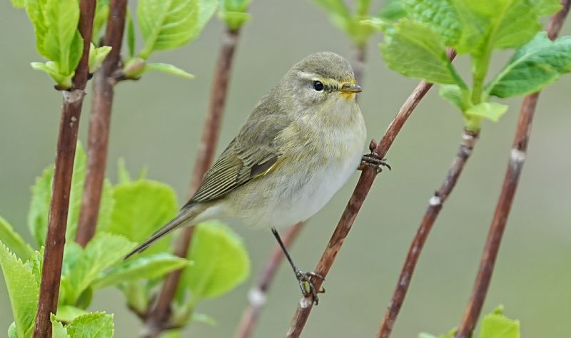 Lu piccolo (Phylloscopus collybita)