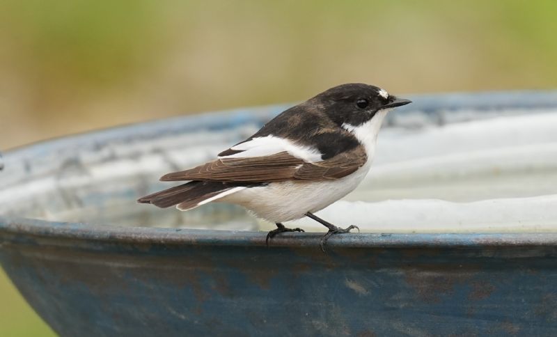 Balia nera (Ficedula hypoleuca)