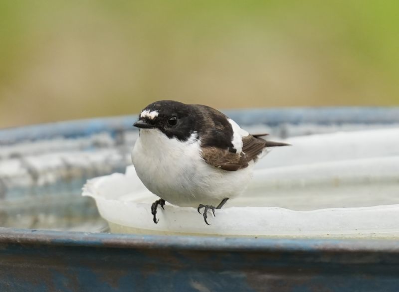 Balia nera (Ficedula hypoleuca)