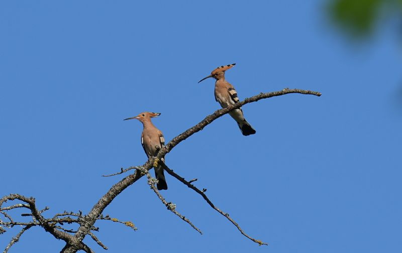 Ancora coppia di upupa