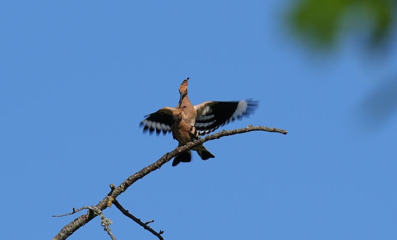 Ancora coppia di upupa