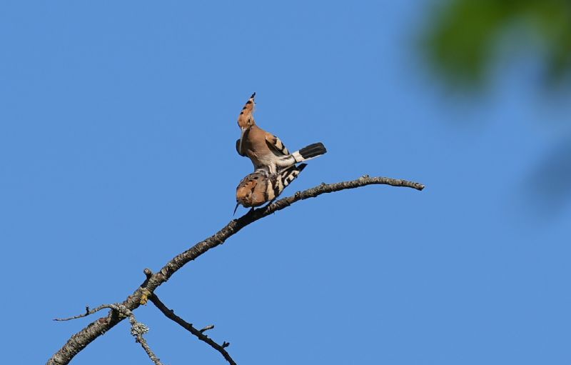 Ancora coppia di upupa