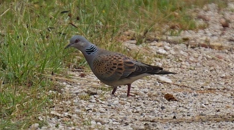 Tortora selvatica (Streptopelia turtur)