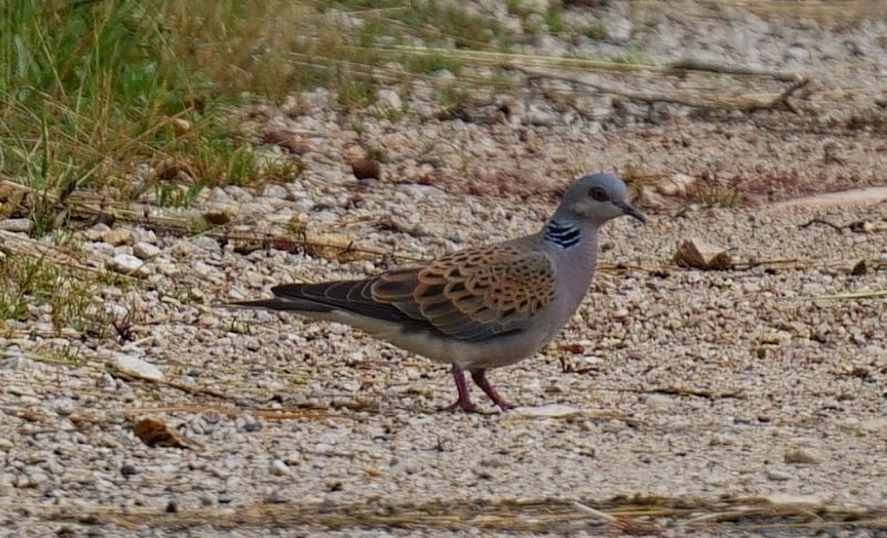 Tortora selvatica (Streptopelia turtur)