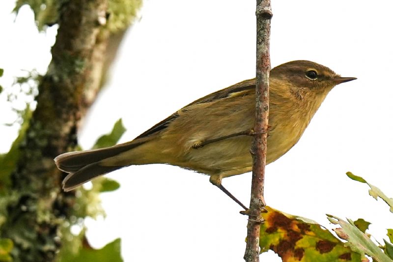 Lu piccolo (Phylloscopus collybita)