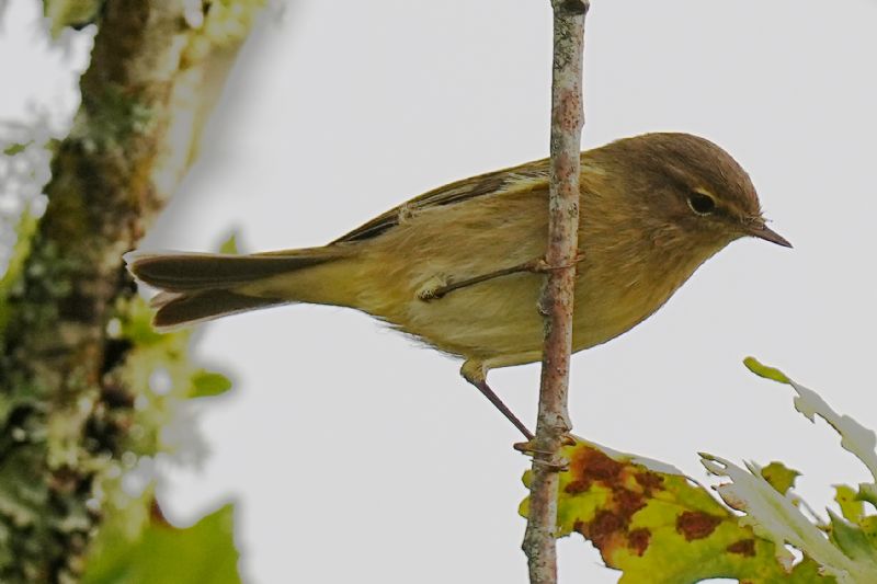 Lu piccolo (Phylloscopus collybita)