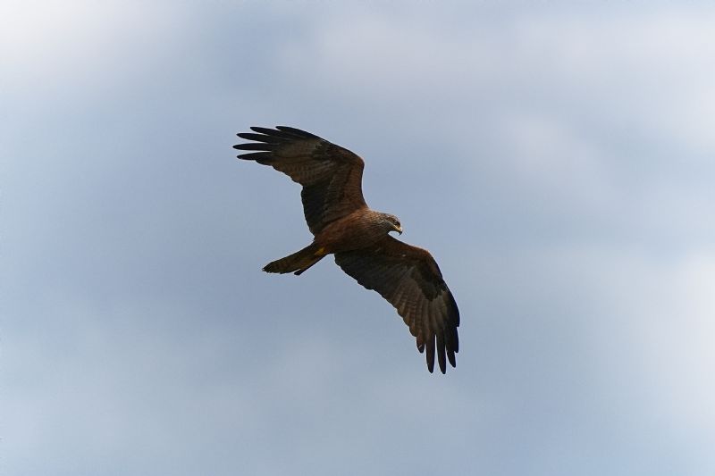 Nibbio bruno (Milvus migrans)