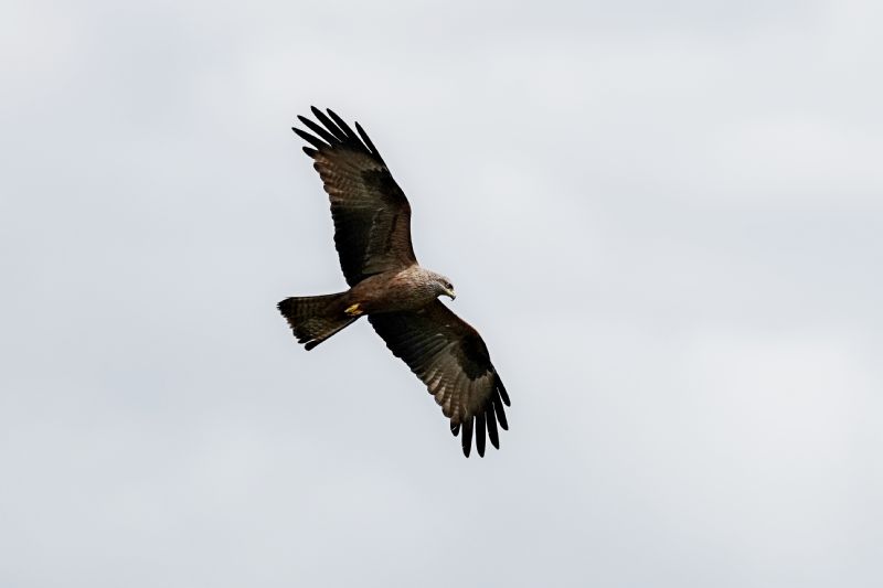 Nibbio bruno (Milvus migrans)